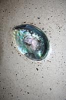 New Zealand Paua Shell inserted in bench
